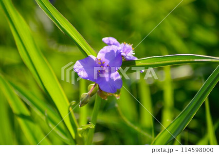 春の陽光を浴びる紫色のムラサキツユクサ(紫露草)5月 春の陽光を浴びる紫色のムラサキツユクサ(紫露草)5月 114598000