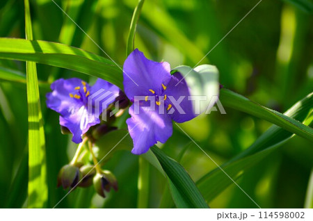 可憐な花ムラサキツユクサ（紫露草）5月 114598002