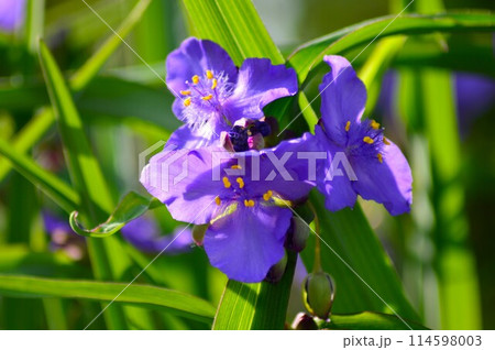 紫色の花を咲かせたムラサキツユクサ（紫露草）5月 114598003