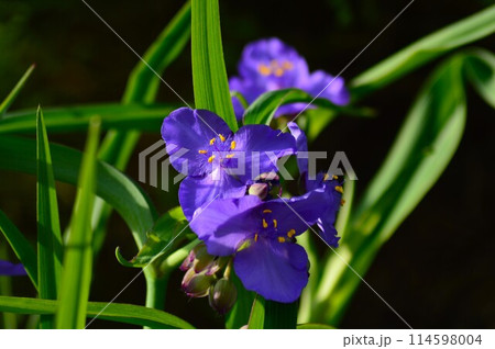 紫色の花を咲かせたムラサキツユクサ（紫露草）5月 114598004