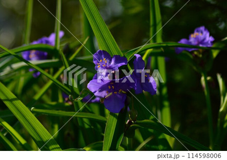 紫色の花を咲かせたムラサキツユクサ（紫露草）5月 114598006