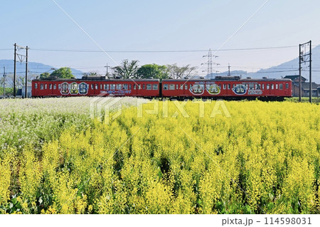 名の花畑を走る近江鉄道 ラッピング列車 名の花畑を走る近江鉄道 ラッピング列車 114598031