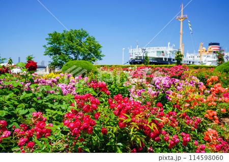 (神奈川県)満開のバラが美しい横浜・山下公園 (神奈川県)満開のバラが美しい横浜・山下公園 114598060