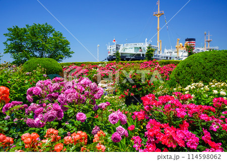 (神奈川県)横浜市・山下公園 満開のバラの向こうに氷川丸 (神奈川県)横浜市・山下公園 満開のバラの向こうに氷川丸 114598062