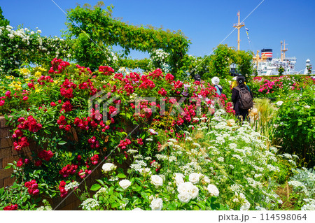 （神奈川県）横浜市・山下公園　満開のバラの向こうに氷川丸 114598064
