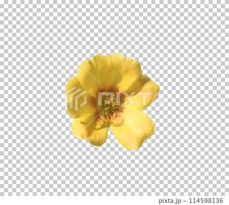 Portulaca Umbraticola 114598136