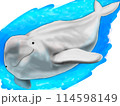 スナメリのイラスト 114598149
