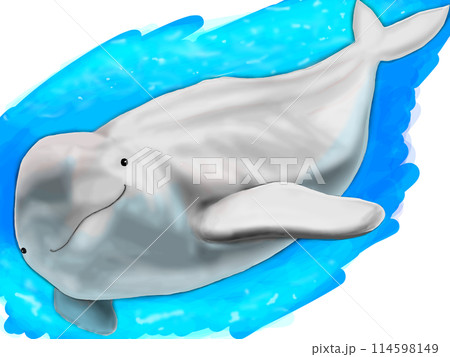 スナメリのイラスト 114598149