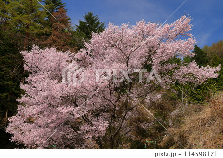 長野県伊那市美篶 高台にあるみすず公園近辺の満開のタカトオコヒガン桜などの景色 長野県伊那市美篶 高台にあるみすず公園近辺の満開のタカトオコヒガン桜などの景色 114598171