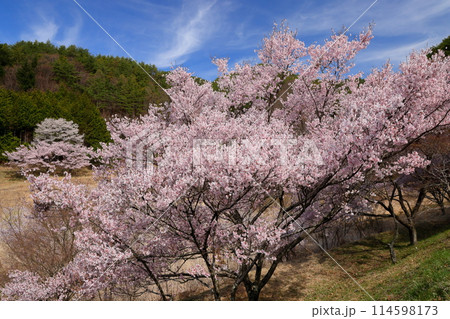 長野県伊那市美篶　高台にあるみすず公園近辺の満開のタカトオコヒガン桜などの景色 114598173