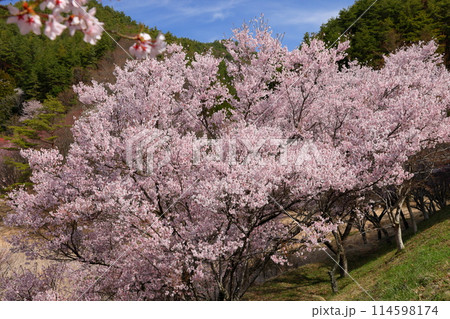長野県伊那市美篶　高台にあるみすず公園近辺の満開のタカトオコヒガン桜などの景色 114598174