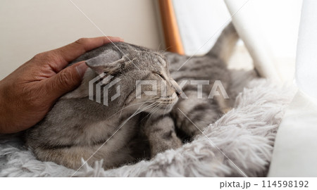 猫を撫でる　サバトラ猫 114598192