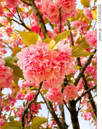 満開の八重桜を中心に広がる枝の様子 114598208