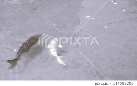 池に広がる輪の下で泳ぐ2匹の鯉モノクロの光景 114598209