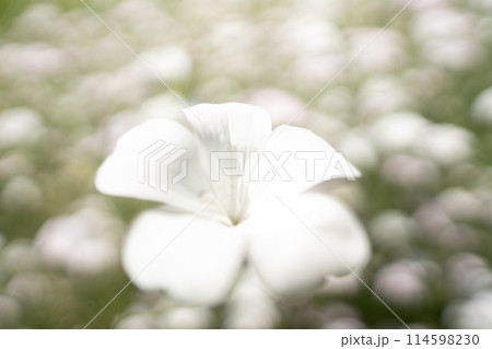 白い花 114598230