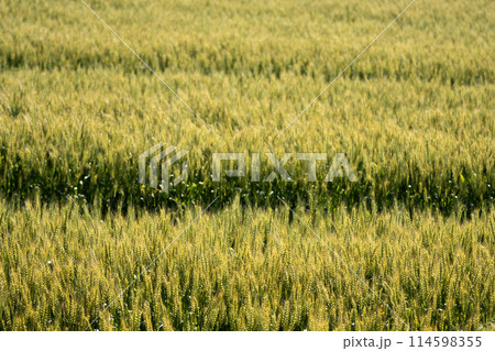 五月の麦畑 五月の麦畑 114598355