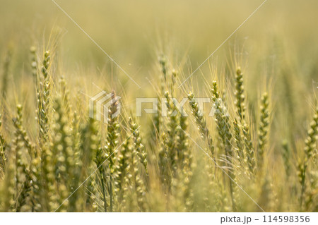 五月の麦畑 五月の麦畑 114598356