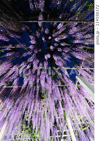 ライトアップされた藤 三大神社の砂ずりの藤 ライトアップされた藤 三大神社の砂ずりの藤 114598372