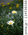 白いタンポポ 114598388