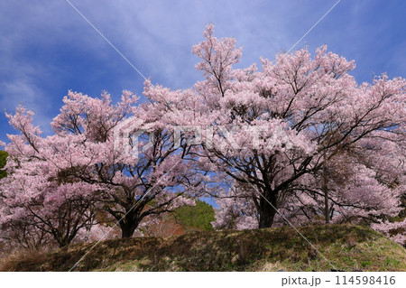 長野県伊那市美篶 高台にあるみすず公園の満開のタカトオコヒガン桜と青空の景色 長野県伊那市美篶 高台にあるみすず公園の満開のタカトオコヒガン桜と青空の景色 114598416