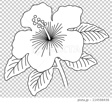 Simple hibiscus line drawing vector illustration 114598436