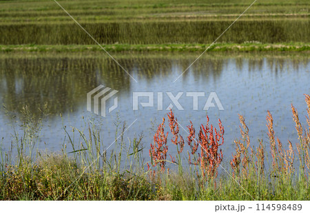 畔端のスイバと植えたばかりの水田 114598489