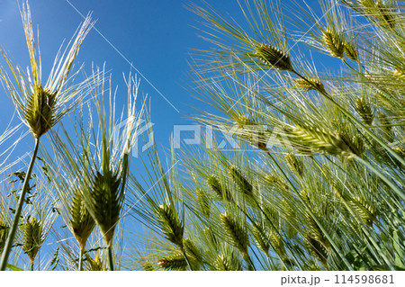 五月の麦畑、オオムギ 五月の麦畑、オオムギ 114598681