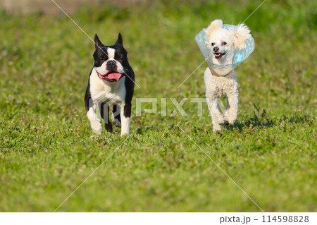 仲良く散歩するボストンテリアのマイティ君とトイプードルのベイリー君♡ 114598828