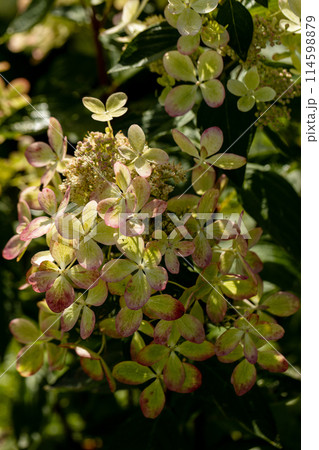 Huge petals of the delicate green color of the flowers of the paniculate hydrangea of the Pastel Green variety in the garden close-up. 114598879