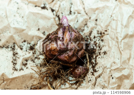 lily bulb with a new sprout lily bulb with a new sprout 114598906