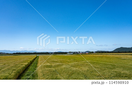 五月の麦畑と快晴の空のコピースペース 五月の麦畑と快晴の空のコピースペース 114598910