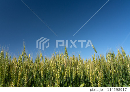 五月の麦畑と快晴の空のコピースペース 五月の麦畑と快晴の空のコピースペース 114598917