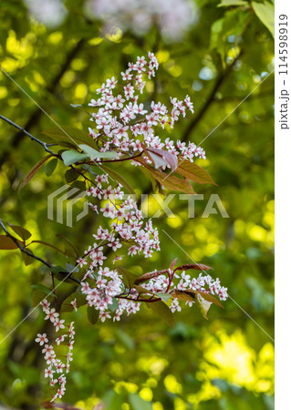 Beautiful Pink blooming bird cherry in an early spring Beautiful Pink blooming bird cherry in an early spring 114598919
