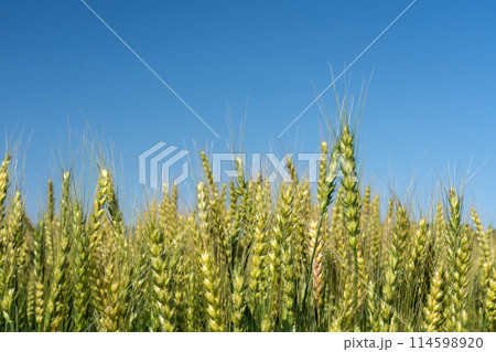 五月の麦畑と快晴の空のコピースペース 五月の麦畑と快晴の空のコピースペース 114598920