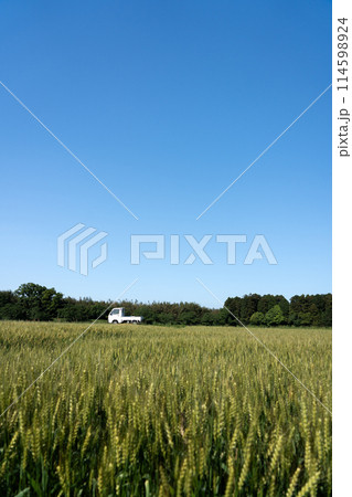 五月の麦畑と快晴の空のコピースペース 五月の麦畑と快晴の空のコピースペース 114598924