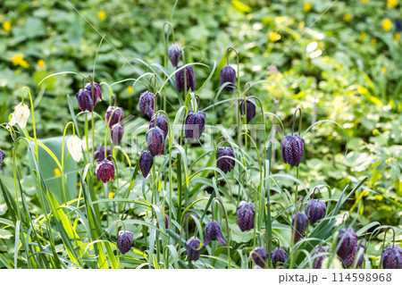 Unusual snake's head fritillary flowers, photographed outside the wall at Eastcote House Gardens, London Borough of Hillingdon UK, in spring. Unusual snake's head fritillary flowers, photographed outside the wall at Eastcote House Gardens, London Borough of Hillingdon UK, in spring. 114598968