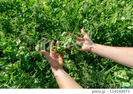 Hands holding a pea flower blooming on the branches of plants in the fields Hands holding a pea flower blooming on the branches of plants in the fields 114598973