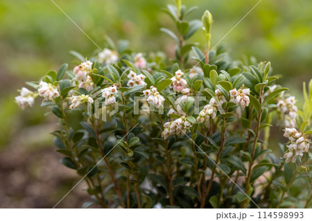 Flowering bushes of cowberry in garden Flowering bushes of cowberry in garden 114598993