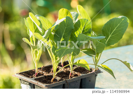Cabbage seedlings are ready for planting in open ground. Growing cabbage in the country Cabbage seedlings are ready for planting in open ground. Growing cabbage in the country 114598994