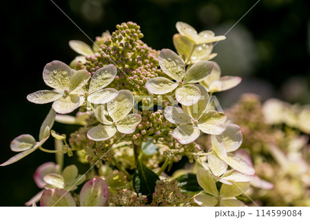Huge petals of the delicate green color of the flowers of the paniculate hydrangea of the Pastel Green variety in the garden close-up. Huge petals of the delicate green color of the flowers of the paniculate hydrangea of the Pastel Green variety in the garden close-up. 114599084