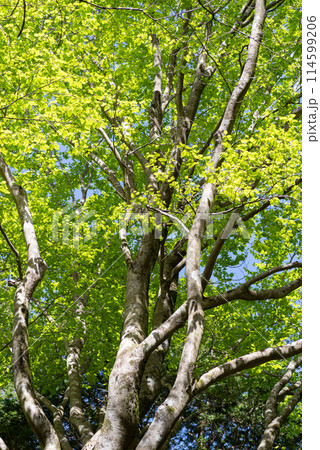 眩しい新緑 114599206