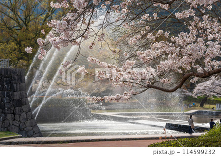 吉香公園の噴水、桜満開、山口県岩国市 吉香公園の噴水、桜満開、山口県岩国市 114599232