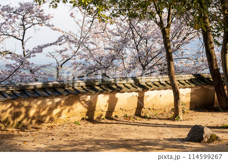 岩国城の石垣 桜満開 岩国城の石垣 桜満開 114599267