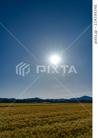 五月の太陽と麦畑 114599348