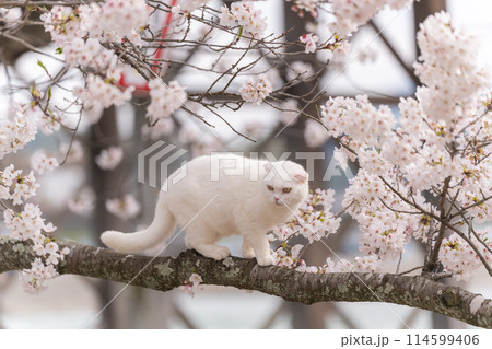 満開の桜の木に登る白い猫 満開の桜の木に登る白い猫 114599406