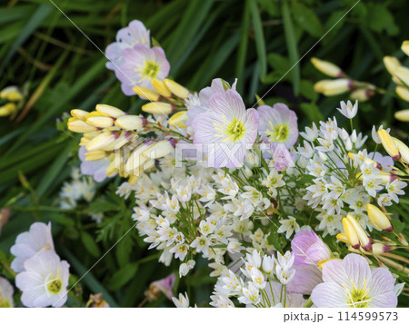 道路沿いに咲く春の花々 道路沿いに咲く春の花々 114599573