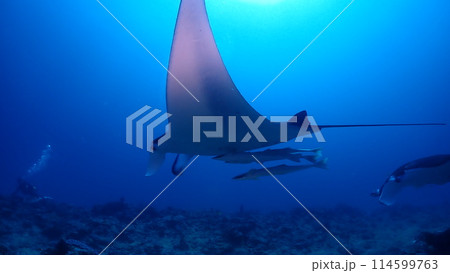 ナンヨウマンタ ナンヨウマンタ 114599763