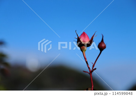 荒尾市 おもやい市民花壇 バラの花、 荒尾市 おもやい市民花壇 バラの花、 114599848