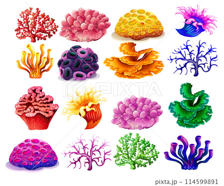 Colorful Collection of Coral Illustrations 114599891