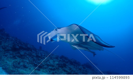 ナンヨウマンタ 114599893